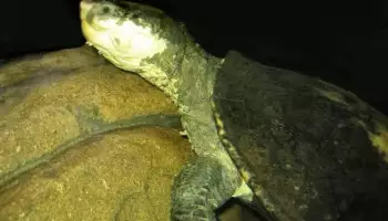 Elseey belogorlany, унікальна черепаха, здатна дихати здобиччю, загрожує зникненням